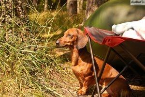 Как стать охотником?