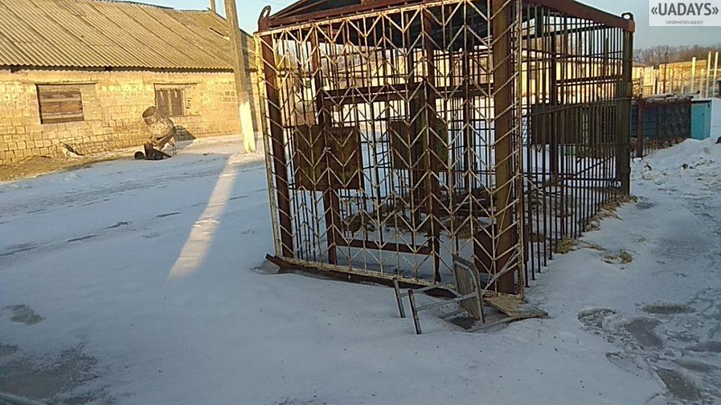 Из зоопарка в Покровске забрали истощенного льва