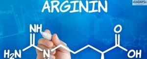 Как L-аргинин действует на организм?