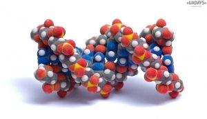 Что такое аминокислоты — для чего нужны, их роль в организме человека