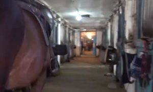 В конно-спортивной школе в «ДНР» лошади голодают и спят на отходах подсолнечника