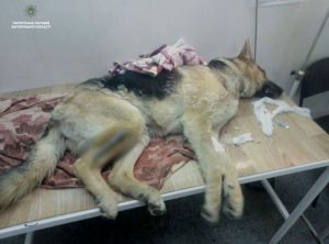 Запорожские «копы» спасли от верной смерти собаку