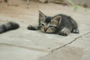 Чоловіка засудили до 7,5 років позбавлення волі за знущання над кошенятами