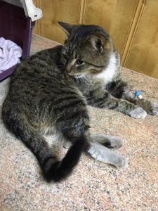 В Украинске (Донецкая область) завелся живодер