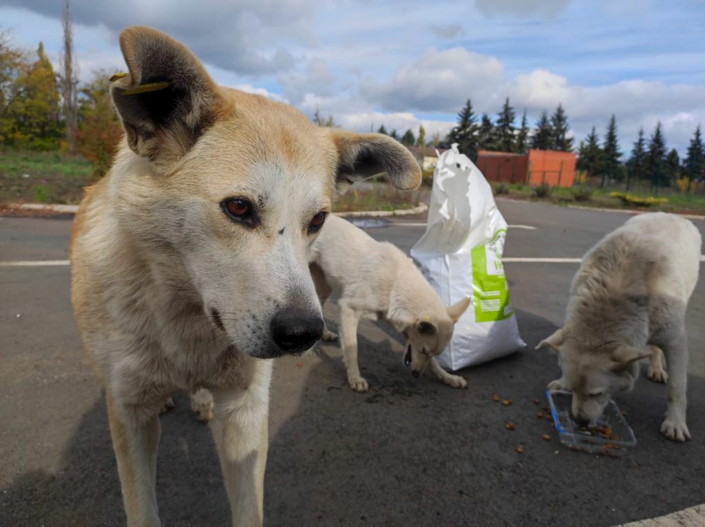 Небайдужі жителі Німеччини та Дніпра допомагають вижити бездомним та покинутим тваринам на лінії фронту